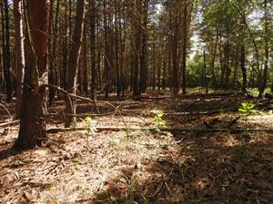 Phytolacca americana riedko rastúca od okraja lesného porastu.