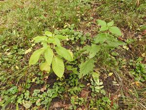Phytolacca americana.