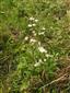 Stenactis annua