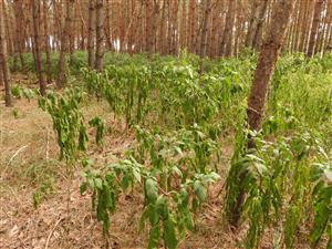 Solidago gigantea a Phytolacca americana v borovicovej mladine.