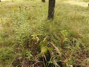 Phytolacca americana