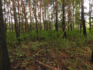 Phytolacca americana v podraste lesa.