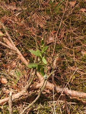 Erechtites hieracifolius.