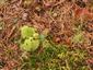 Ĺeucobryum glaucum