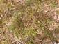 Carex ericetorum v podraste borovicového lesa.