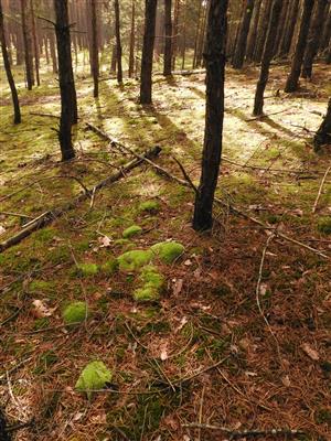 Leucobryum glaucum.