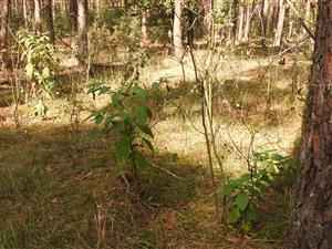 Phytolacca americana