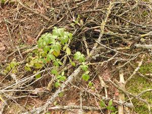 Parthenocissus quinquefolia.