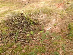 Fallopia japonica spolu s Parthenocissus quinquefolia pri vykopanej jame s vyhodeným (asi) záhradným odpadom.