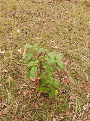 Phytolacca americana