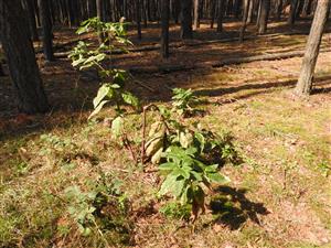 Phytolacca americana