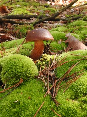 Leucobryum glaucum a Xerocomus badius.