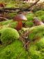 Leucobryum glaucum a Xerocomus badius.