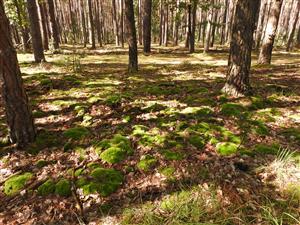 Leucobryum glaucum
