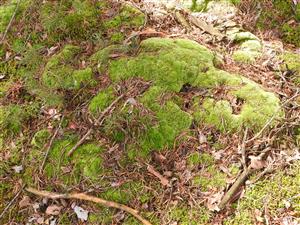 Leucobryum glaucum.