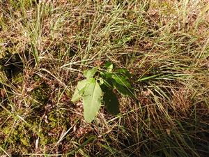 Phytolacca americana