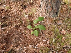 Phytolacca americana.