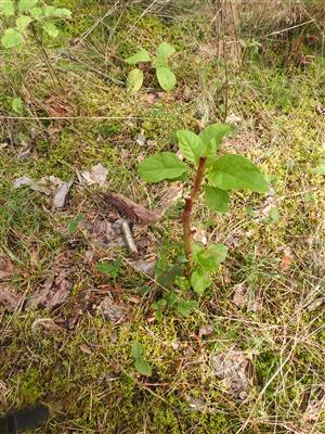 Phytolacca americana - ohryzená