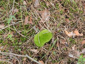 Leucobryum glaucum