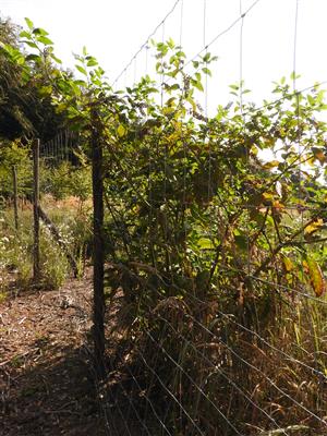 Phytolacca americana