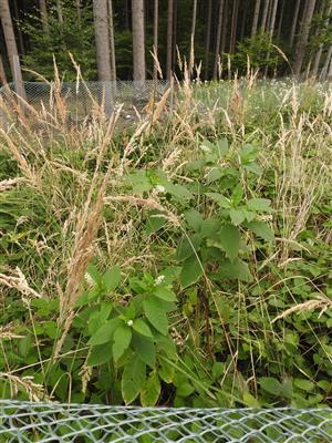 Phytolacca americana