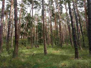 plocha so súvislým výskytom bezkolenca