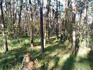 Kyslomilné borovicové a dubovo-borovicové lesy