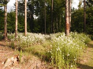 Erechtites hieraciifolius