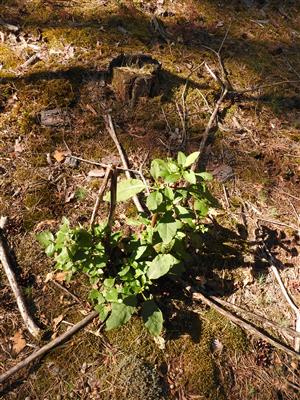 Phytolacca americana.