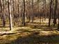 Pohľad do porastu s biotopom Ls6.4 Lišajníkové borovicové lesy s výskytom Cetraria islandica