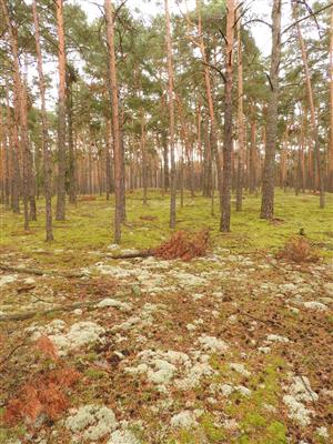 Pohľad do porastu s biotopom Ls6.4 Lišajníkové borovicové lesy s výskytom Cetraria islandica