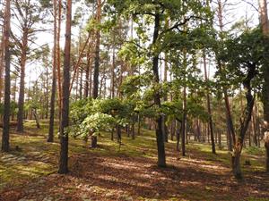 Pohľad do porastu s biotopom Ls6.4 Lišajníkové borovicové lesy s výskytom Cetraria islandica