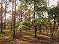 Pohľad do porastu s biotopom Ls6.4 Lišajníkové borovicové lesy s výskytom Cetraria islandica