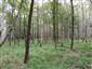 Vlhko- a kyslomilné brezovo-dubové lesy