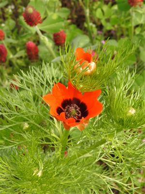 Adonis aestivalis.