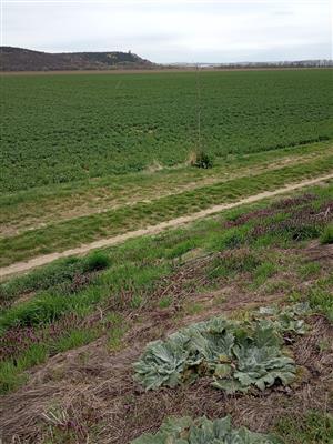 Salvia aethiopis v poraste na hrádzi rieky Nitra