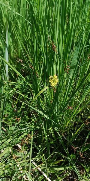 Carex pulicaris.