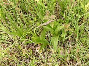 Listové ružice Epipactis palustris.