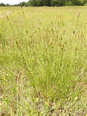 Carex hostiana.