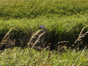 Iris sibirica na brehu skanalizovanej Rudavy.