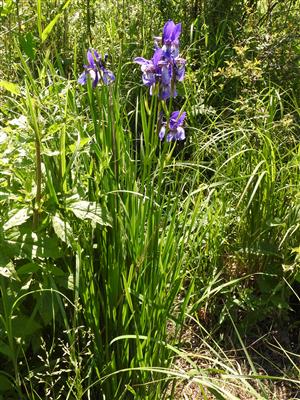 Iris sibirica.