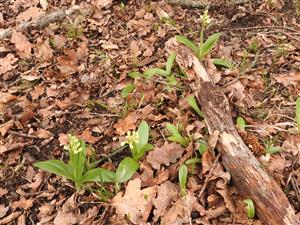 Orchis pallens.