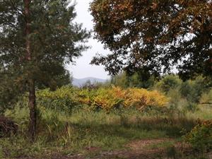 Fallopia_odkaliska2