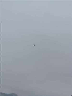 orol skalný prvá zima