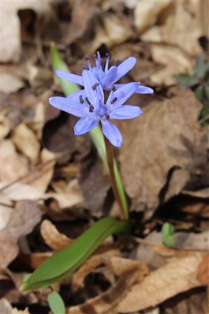 scila severná bukovská