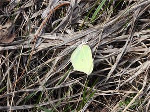 Gonepteryx rhamni (Linnaeus, 1758)