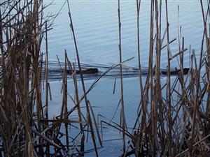Nutria riečna
