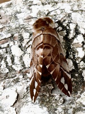 Endromis versicolora