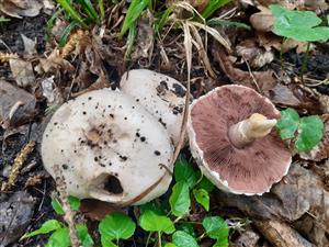 Agaricus sp.
