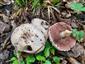 Agaricus sp.